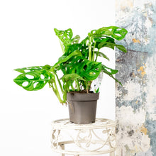 Load image into Gallery viewer, Monkey Monstera - Online House Plants