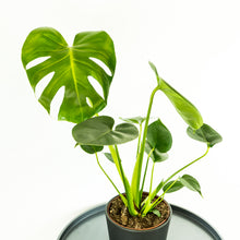 Load image into Gallery viewer, Monstera - Online House Plants