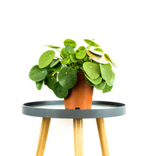 Load image into Gallery viewer, Pilea Pepe - Online House Plants