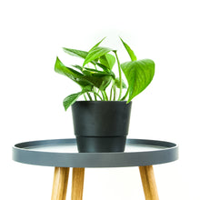 Load image into Gallery viewer, Devils Ivy - Online House Plants