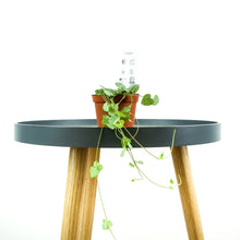 Load image into Gallery viewer, String Of Hearts - Online House Plants