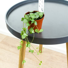 Load image into Gallery viewer, String Of Hearts - Online House Plants