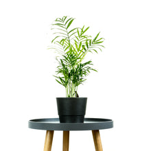 Load image into Gallery viewer, Indoor Air Pure Palm In Black Minimal Plant Pot