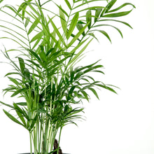 Load image into Gallery viewer, Air Pure Palm - Online House Plants