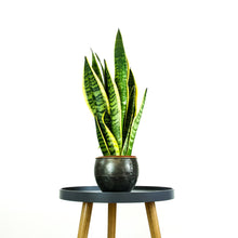 Load image into Gallery viewer, Snake Plant - Online House Plants