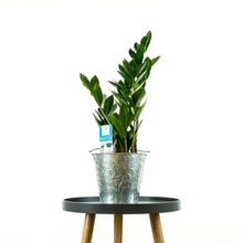 Load image into Gallery viewer, ZZ Plant - Easy Care - Online House Plants