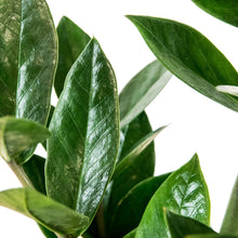 Load image into Gallery viewer, ZZ Plant - Easy Care - Online House Plants