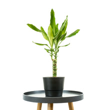 Load image into Gallery viewer, dracaena steudneri - Online House Plants