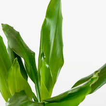 Load image into Gallery viewer, dracaena steudneri - Online House Plants