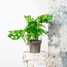 Load image into Gallery viewer, Monkey Monstera - Online House Plants
