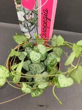 Load image into Gallery viewer, String Of Hearts - Online House Plants