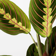 Load image into Gallery viewer, Prayer Plant - Online House Plants