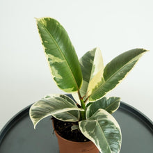 Load image into Gallery viewer, Variegated Rubber - Online House Plants