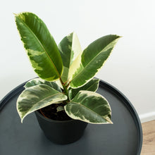 Load image into Gallery viewer, Variegated Rubber - Online House Plants