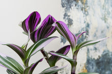 Load image into Gallery viewer, Tradescantia Nanouk (FREE with every order £20+) - Online House Plants