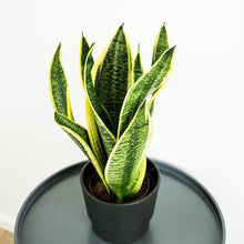 Load image into Gallery viewer, Snake Plant - Online House Plants