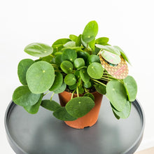 Load image into Gallery viewer, Pilea Pepe - Online House Plants