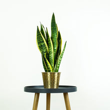 Load image into Gallery viewer, Snake Plant - Online House Plants