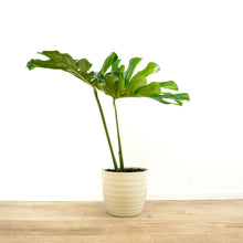 Load image into Gallery viewer, Monstera - Online House Plants