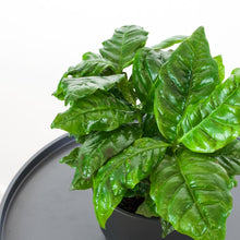 Load image into Gallery viewer, Coffea Arabica - Online House Plants
