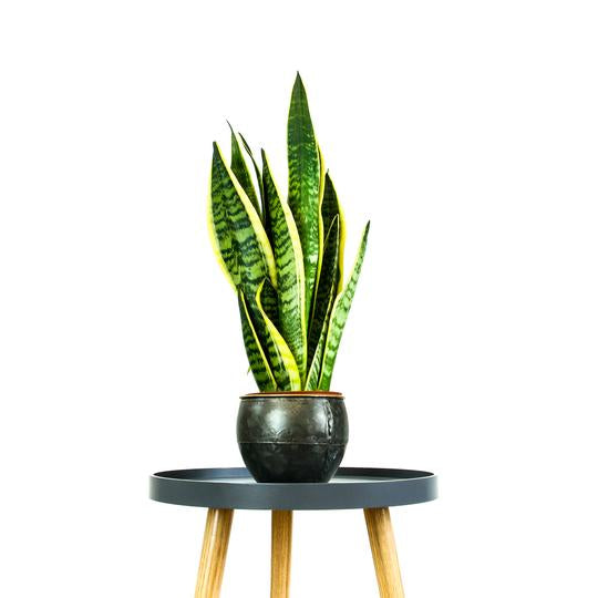 Snake Plant Care Guide