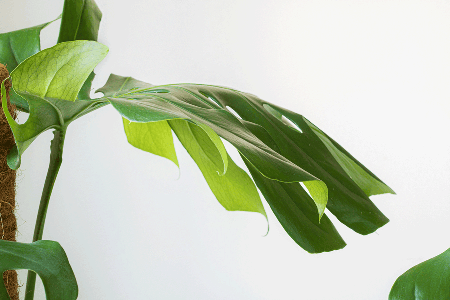 Our 5 Favourite Low Maintenance Indoor Plants