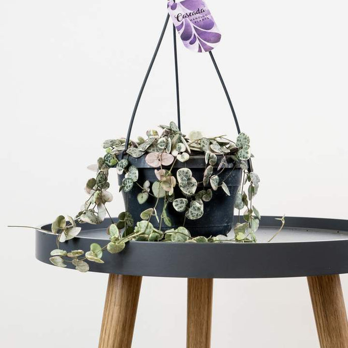 String Of Hearts Care Guide