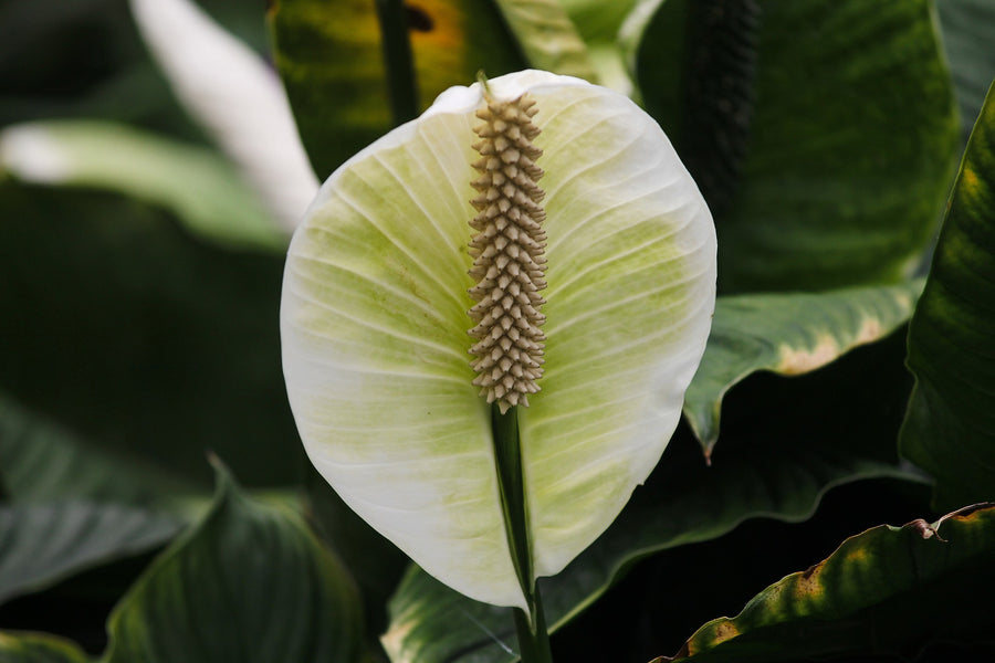 The Peace Lily