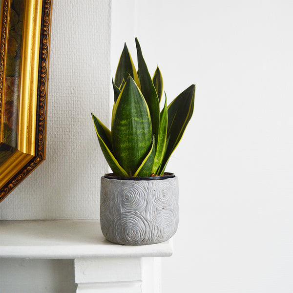 A Beginners Guide to Caring For Your Snake Plant
