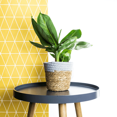 Banana Plant In Basket - Online House Plants 