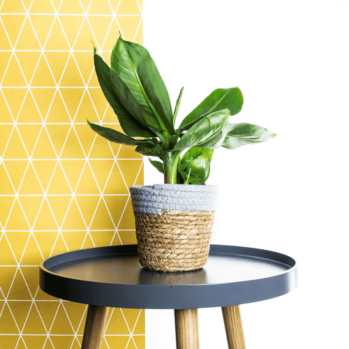Banana Plant In Basket - Online House Plants 