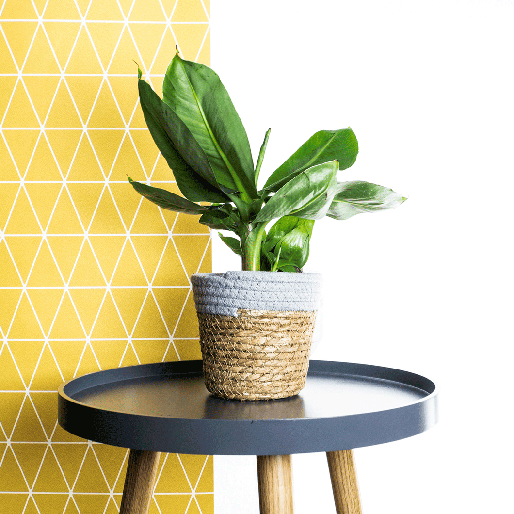 Banana Plant In Basket - Online House Plants 