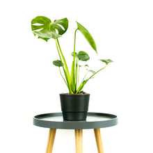 Load image into Gallery viewer, Monstera - Online House Plants 
