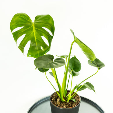 Monstera - Online House Plants 