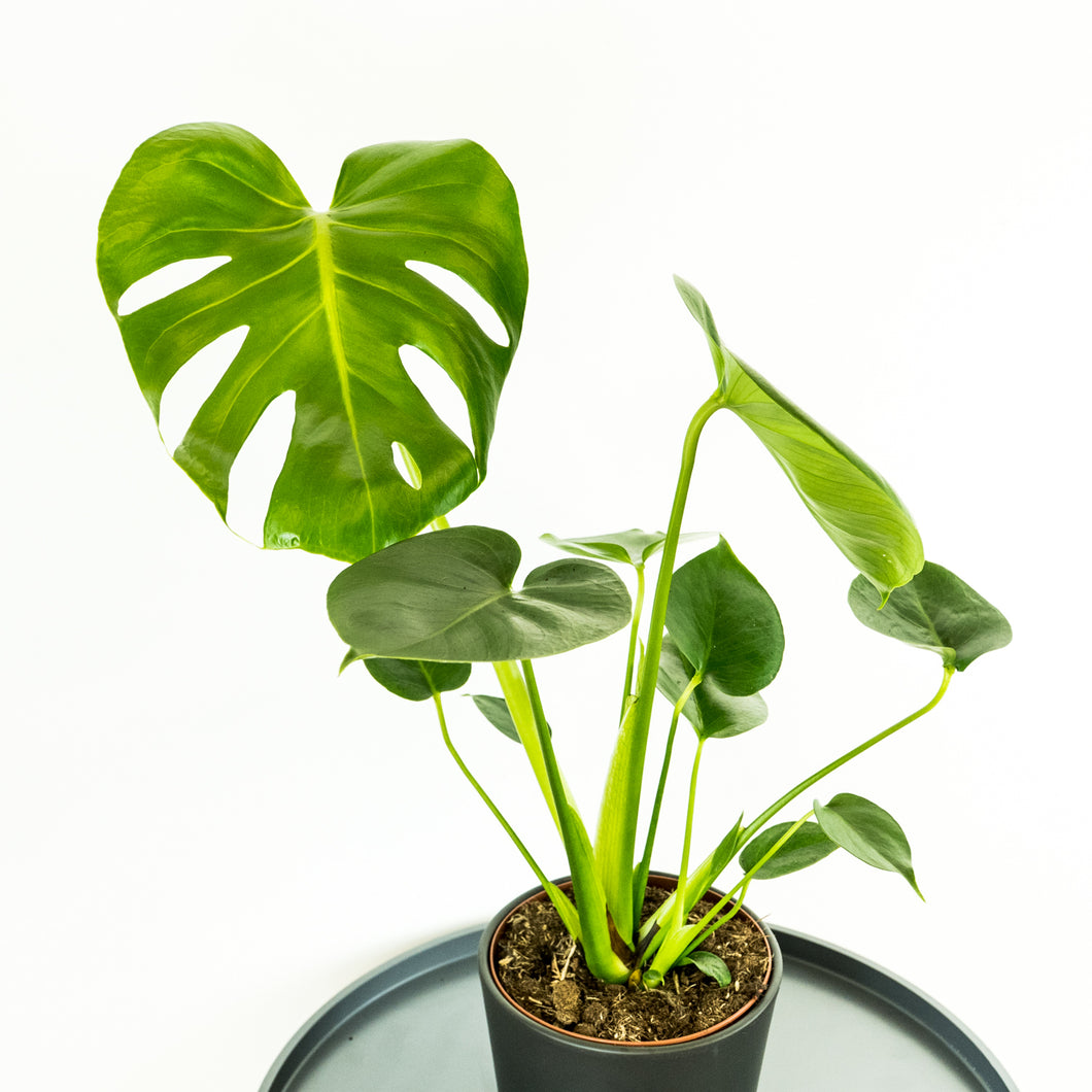 Monstera - Online House Plants 