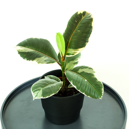 Variegated Rubber - Online House Plants 