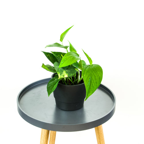 Devils Ivy - Online House Plants 