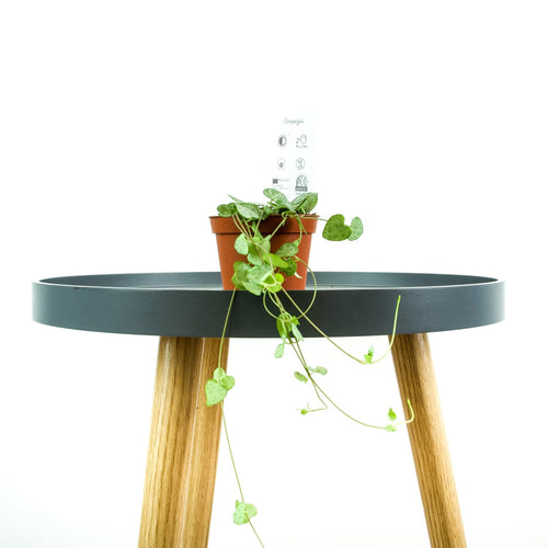 String Of Hearts - Online House Plants 