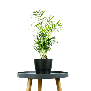 Indoor Air Pure Palm In Black Minimal Plant Pot