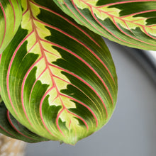 Load image into Gallery viewer, Prayer Plant - Online House Plants 
