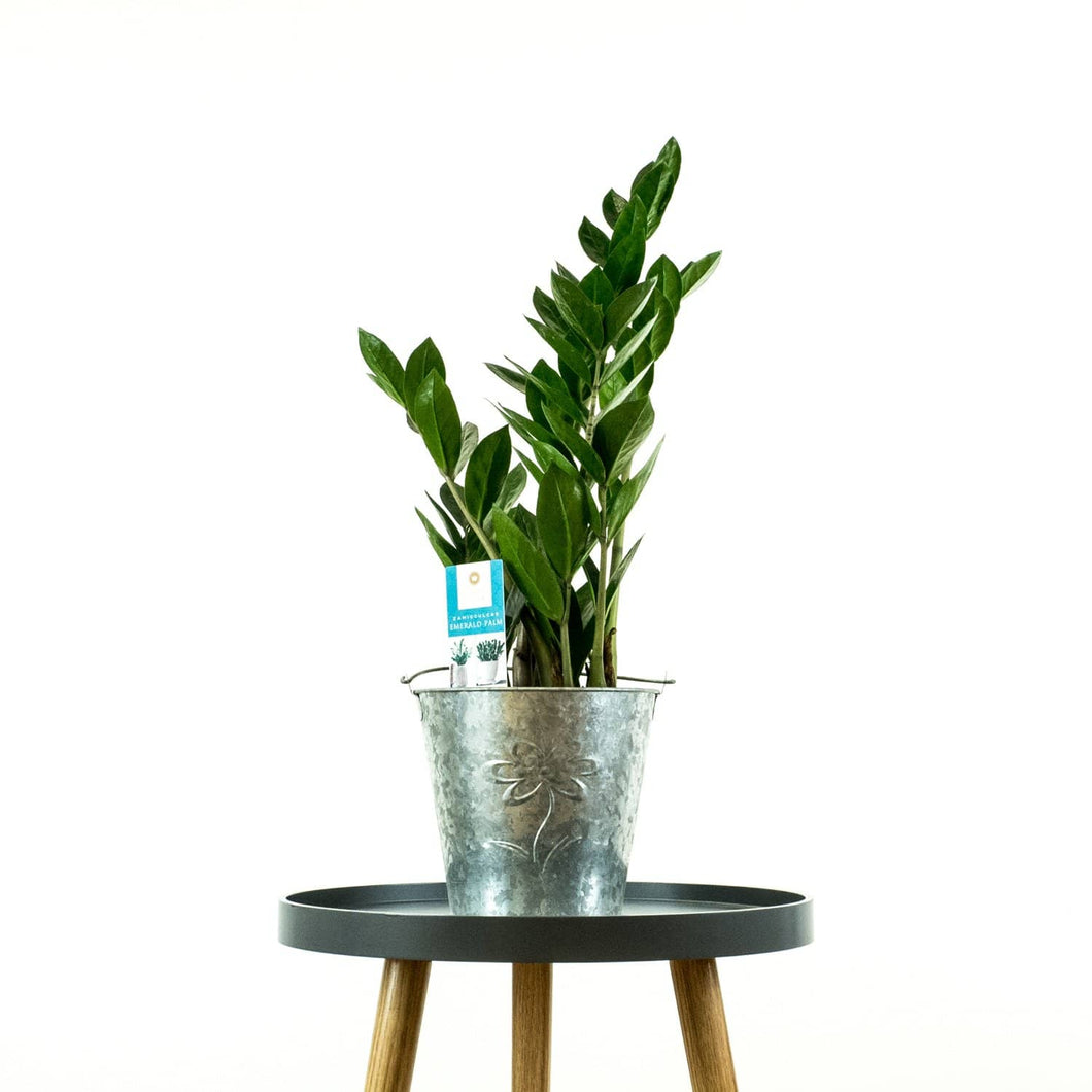ZZ Plant - Easy Care - Online House Plants 
