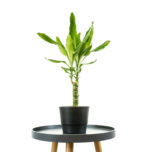 dracaena steudneri - Online House Plants 