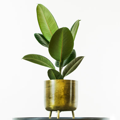 Abidjan Rubber Plant - Online House Plants 