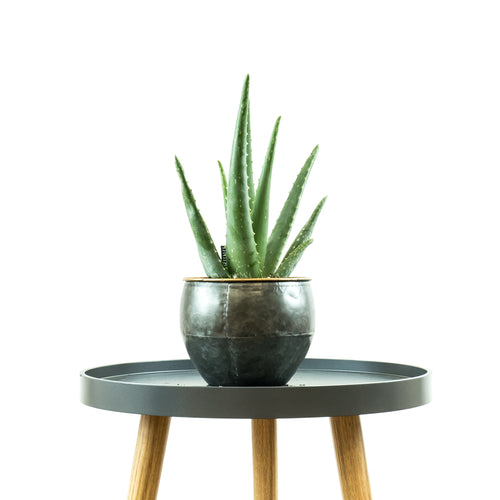 Aloe Vera - Online House Plants 