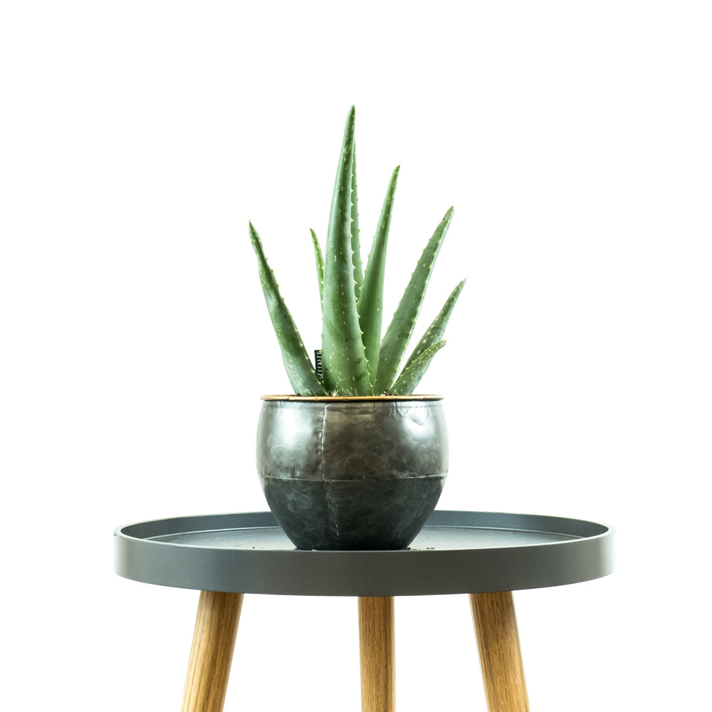 Aloe Vera - Online House Plants 