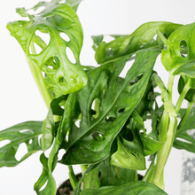 Load image into Gallery viewer, Monkey Monstera - Online House Plants 
