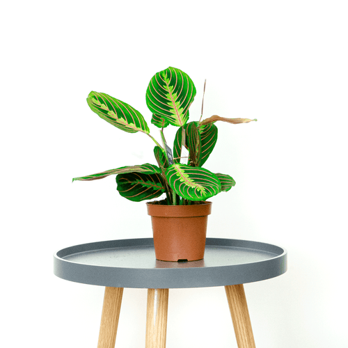 Prayer Plant - Online House Plants 