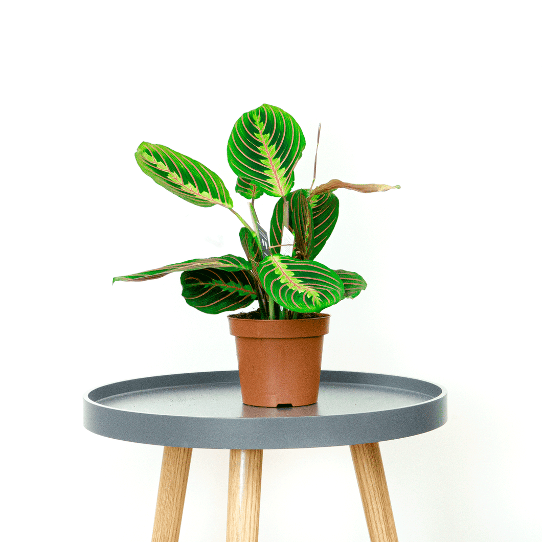 Prayer Plant - Online House Plants 