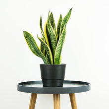 Load image into Gallery viewer, Snake Plant - Online House Plants 
