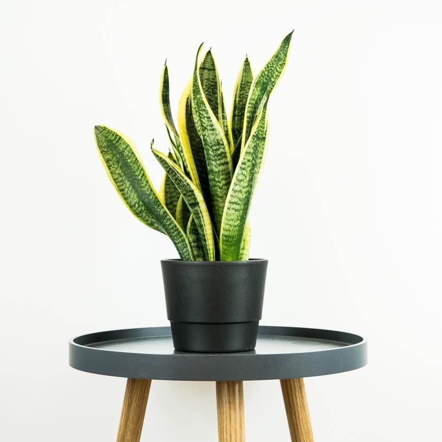 Snake Plant - Online House Plants 